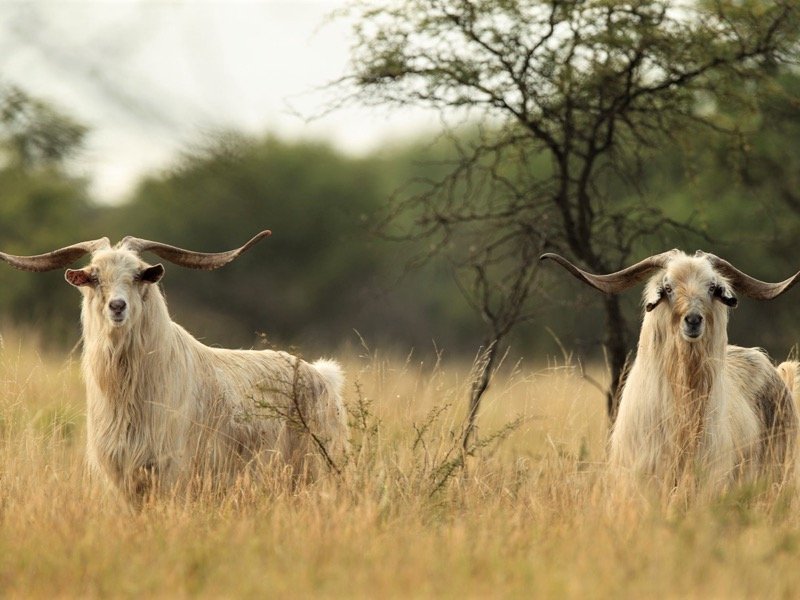 Feral Goats Feral Goats