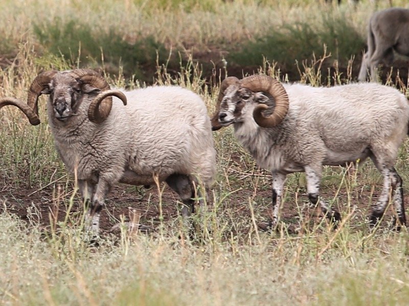 Wild Rams Wild Rams