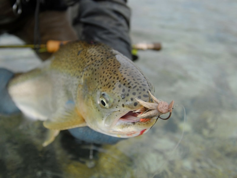 Fishing pictures