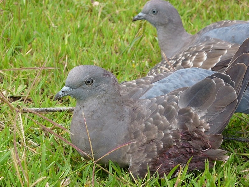 Pigeons