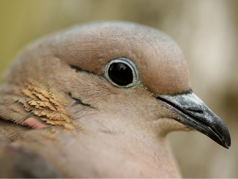 Dove