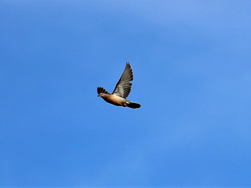 Dove