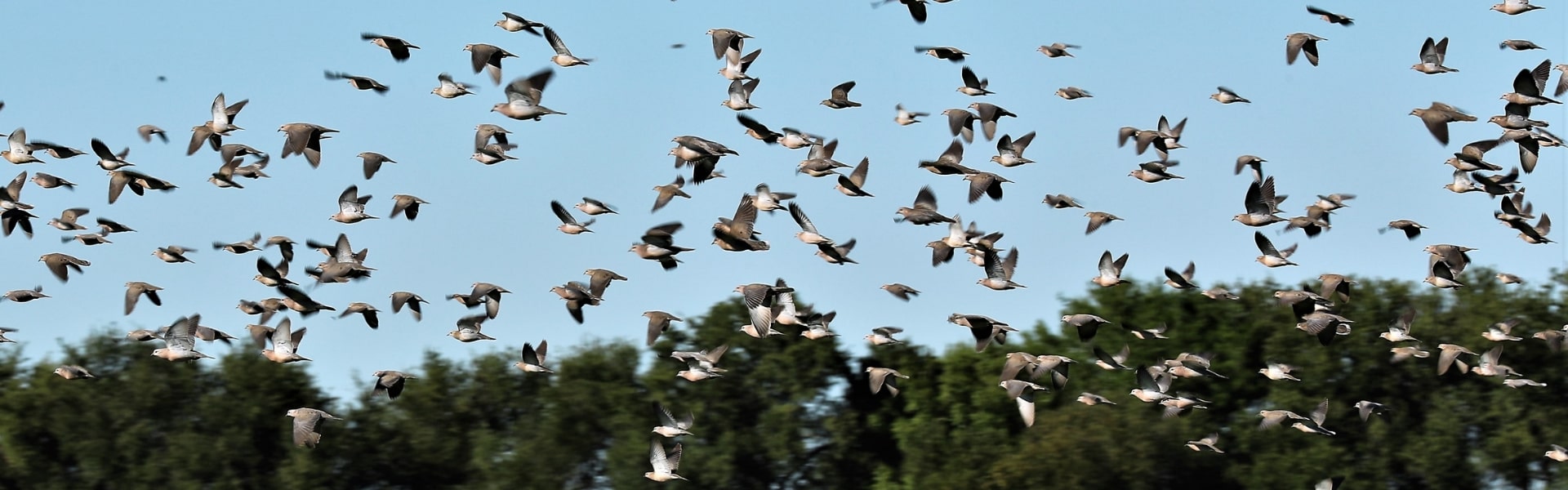 Argentina Dove Hunt
