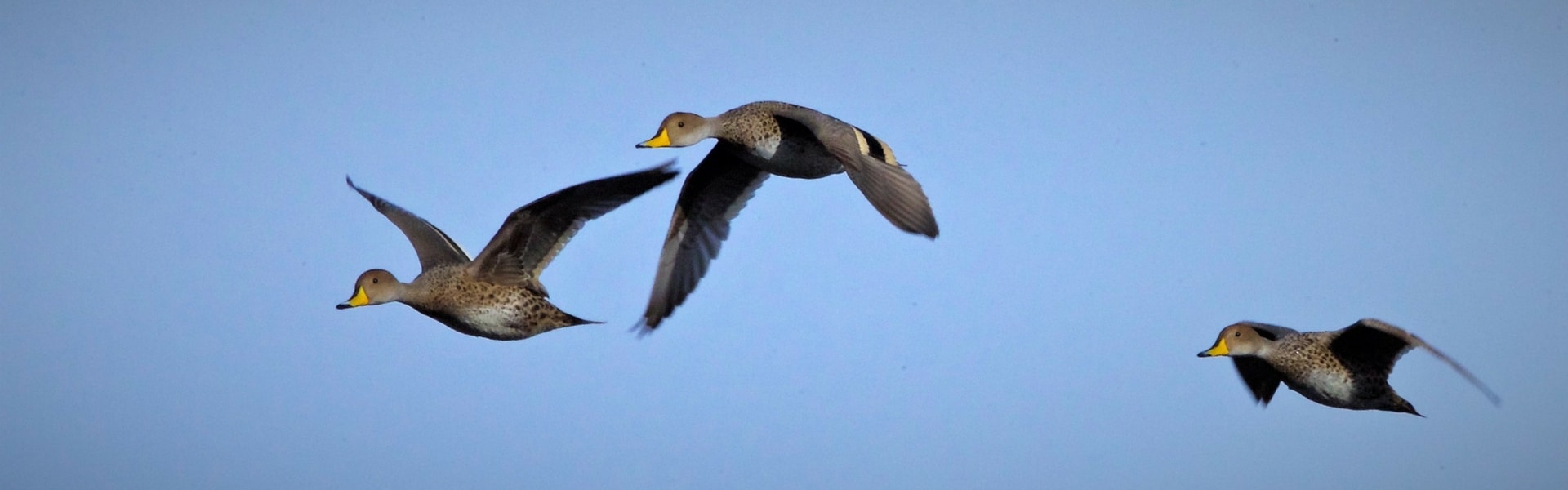 Wingshooting species