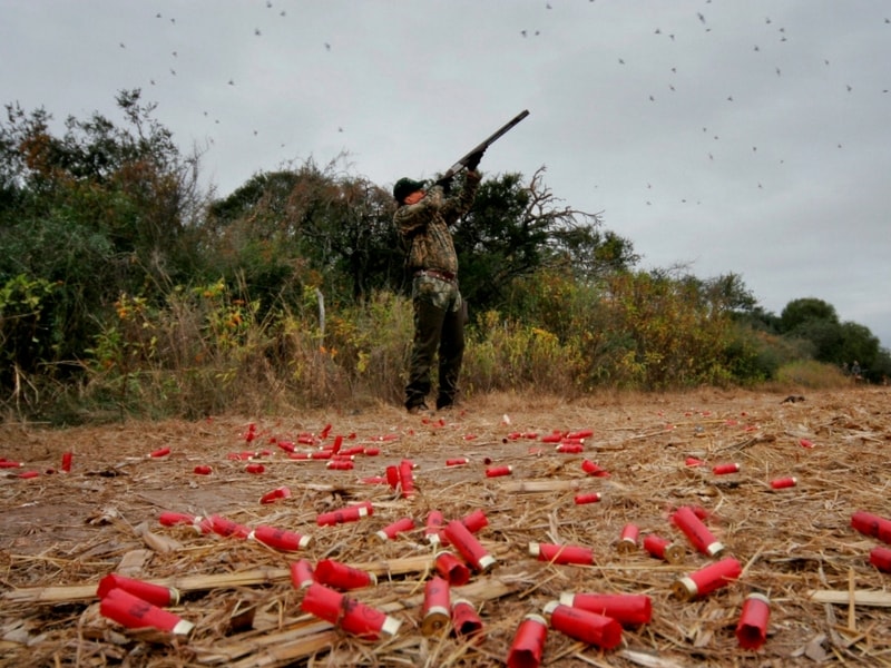 Wingshooting