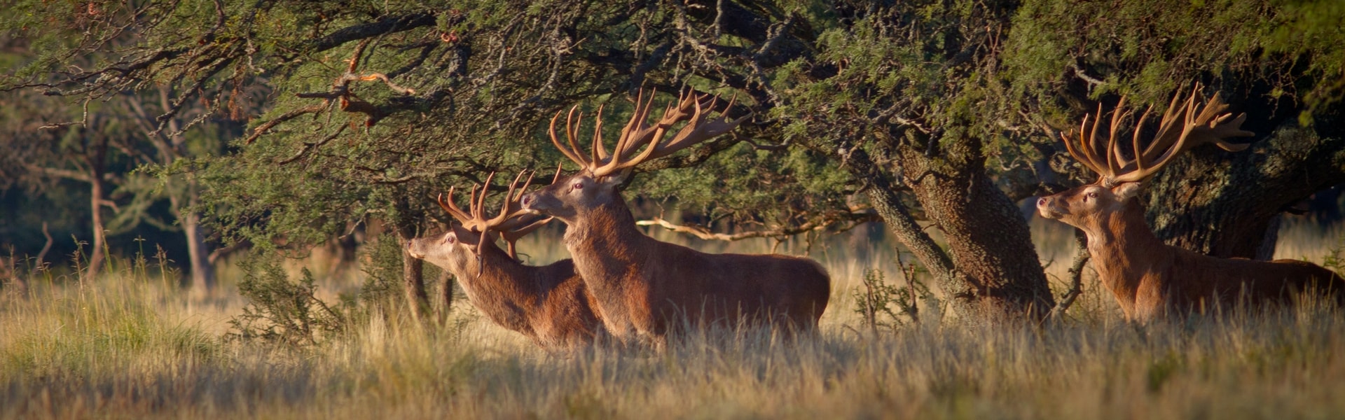 red-stag-banner.jpg