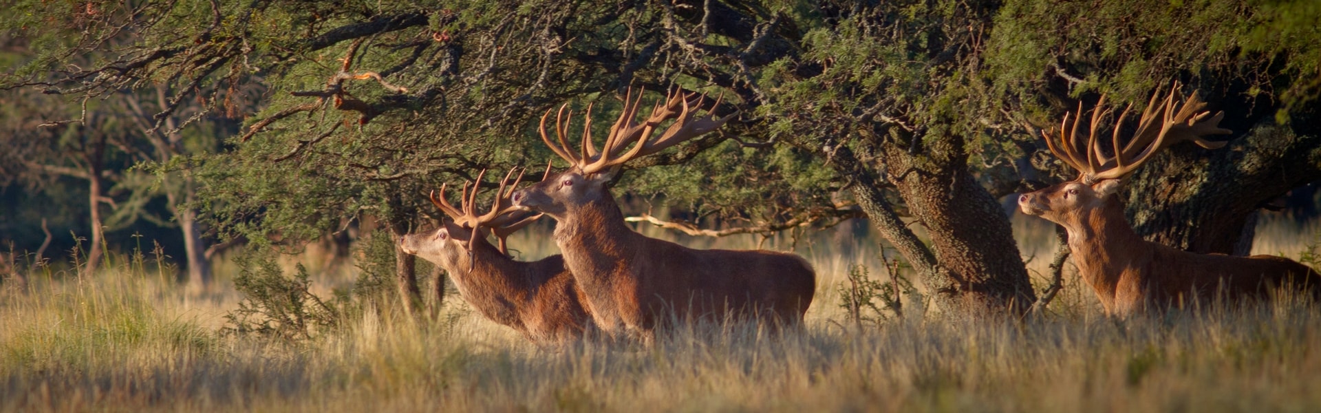 Argentina Red Stag Hunting